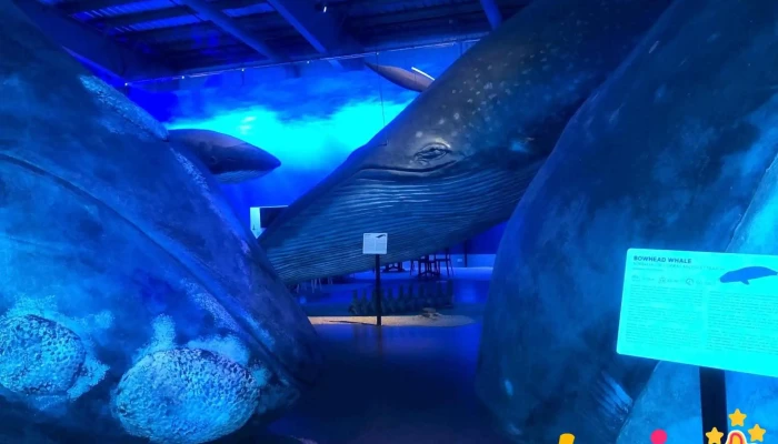 Whales Of Iceland -  Nyjast - Reykjavík