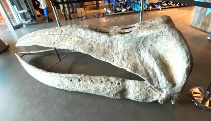 Whales Of Iceland -  Safn - Reykjavík