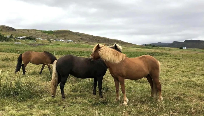 Worldwide Friends House -  Sjalfboðaliðasamtok - Reykjavík